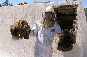 Cochise County Bee Removal employee holding removed comb